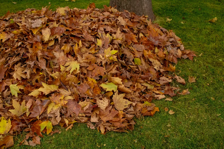 Blog de Jardineros a Domicilio Pamplona sobre el cuidado del jardín
